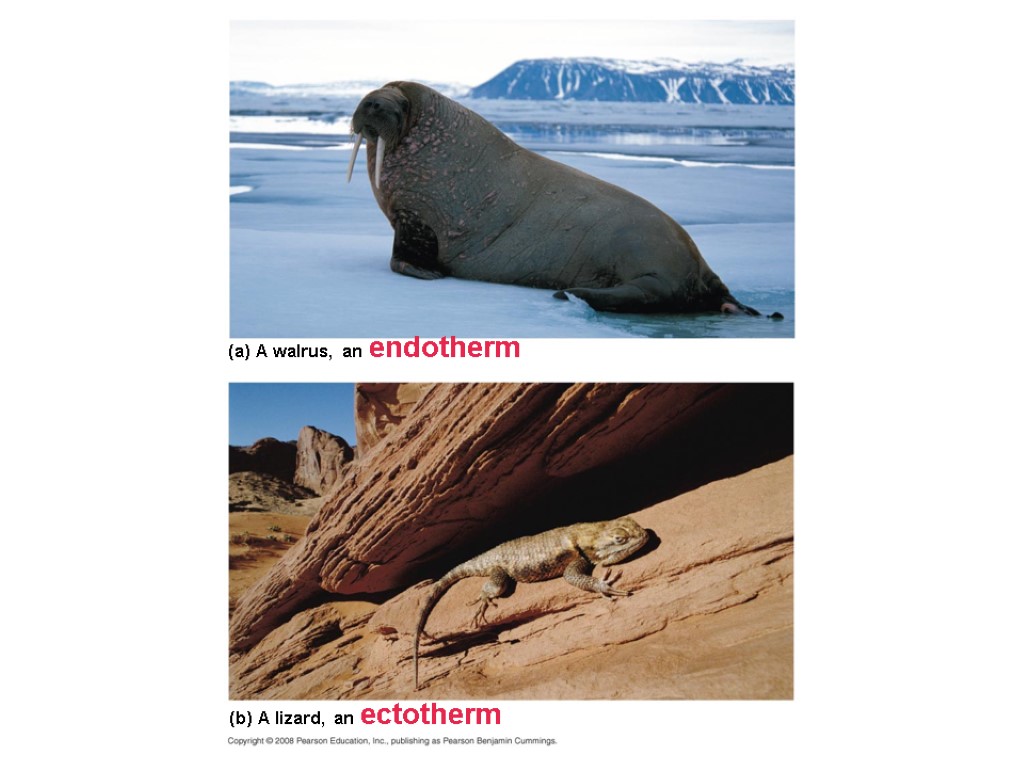 (a) A walrus, an endotherm (b) A lizard, an ectotherm